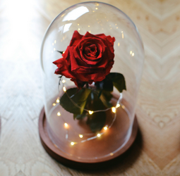 Qu'est-ce qu'une rose éternelle et comment l'offrir ? – Mome de Terre
